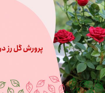 پرورش-گل-رز-در-گلدان