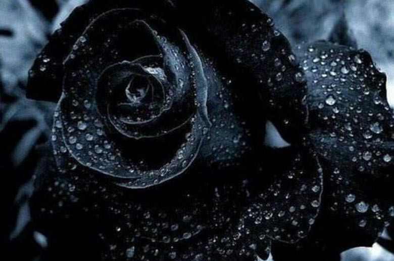 دسته گل رز سیاه