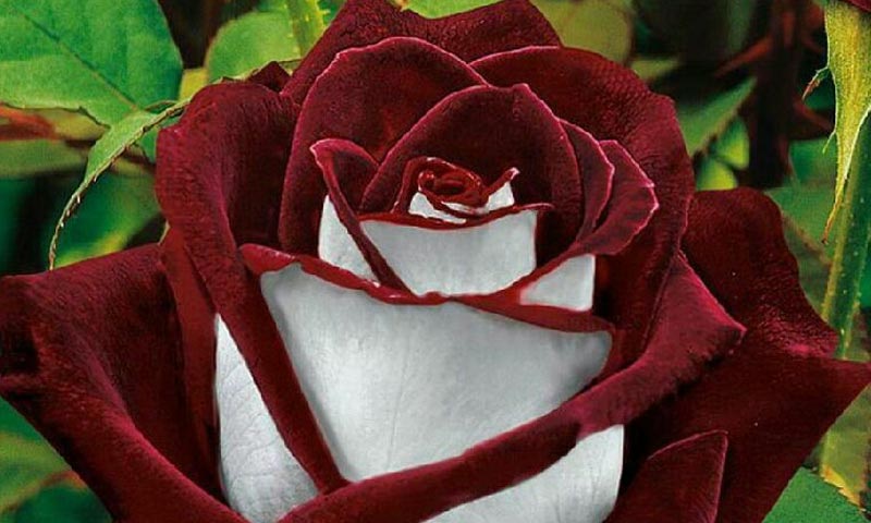 رز هیبرید چای