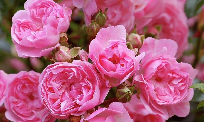 گل رز پولیانتا