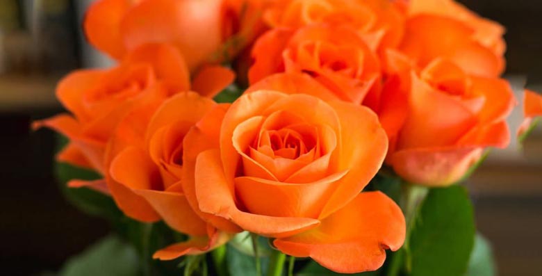 گل های نارنجی