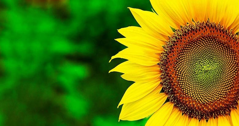 گل آفتاب گردان