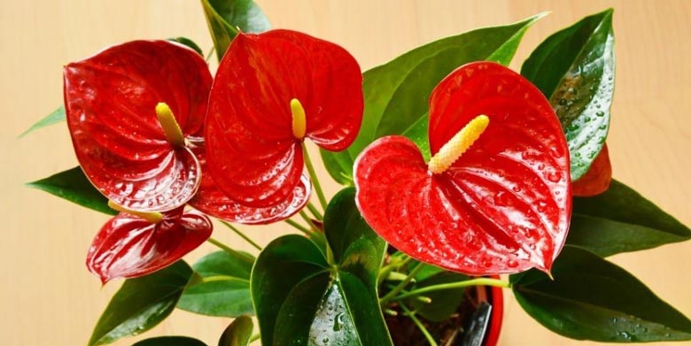 گل آنتوریوم