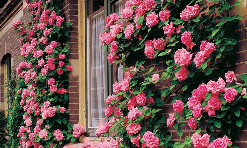 گل رز بالا رونده