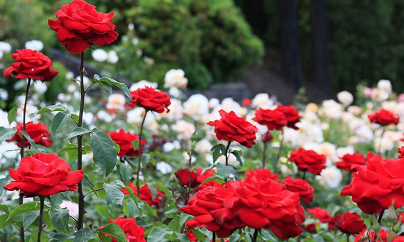 گل رز بوته ای