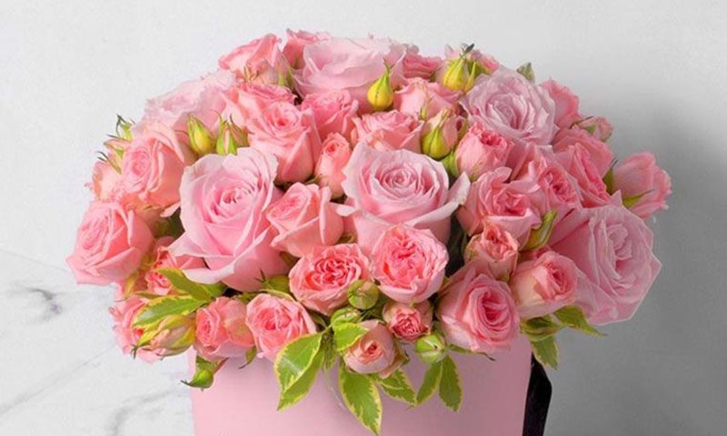 گل رز مینیاتوری و مینی فلورا