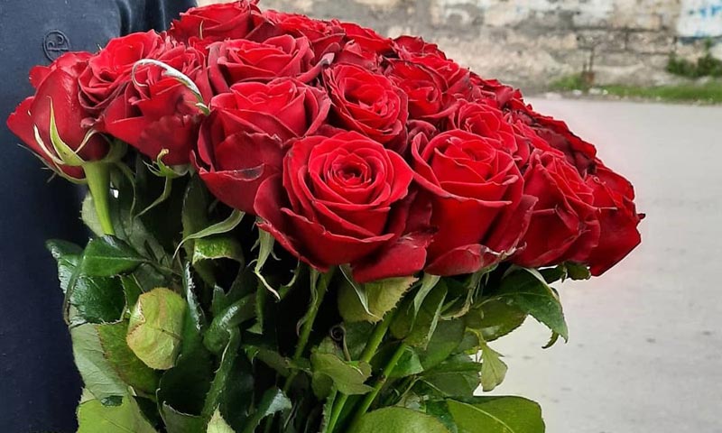 گل رز هلندی