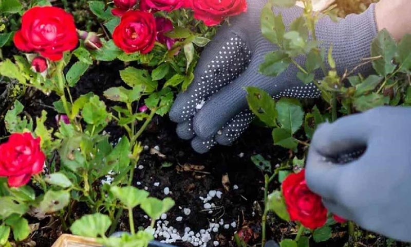 گل رز پاسیویی