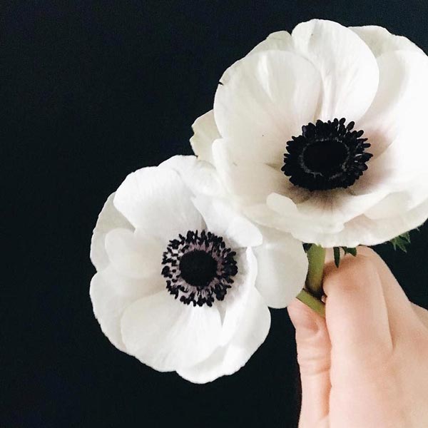 گل مناسب روز پدر