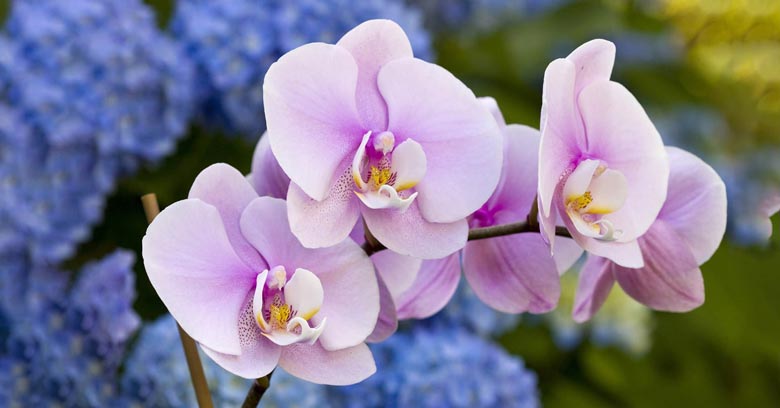 گل ارکیده صورتی مناسب تولد