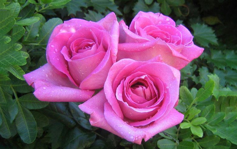 گل رز مناسب روز مادر