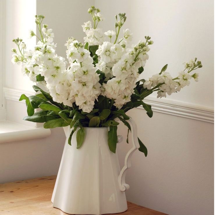 گل شب بو سفید