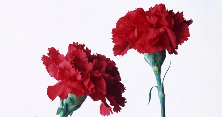 گل میخک قرمز