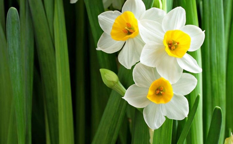 گل نرگس مناسب روز مادر