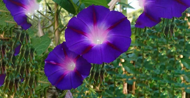 گل نیلوفر برای تولد