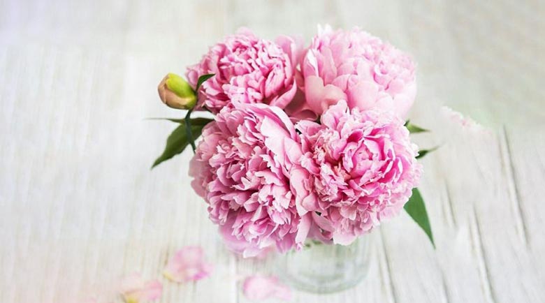 گل پیونی صورتی مناسب تولد