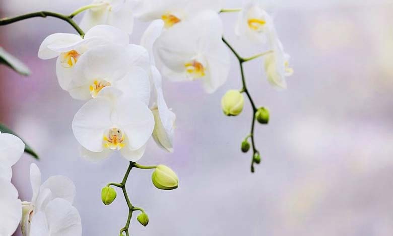 جلوه بی نظیر گل ارکیده