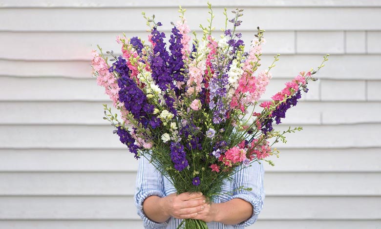 گل دلفینیوم