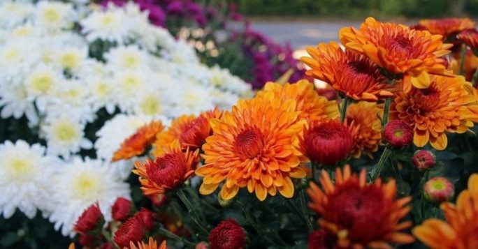 انواع گل داوودی در رنگ های مختلف