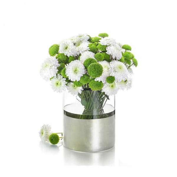 نماد-گل-داوودی-سفید