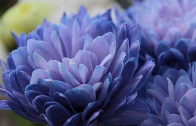 نماد گل داوودی بنفش