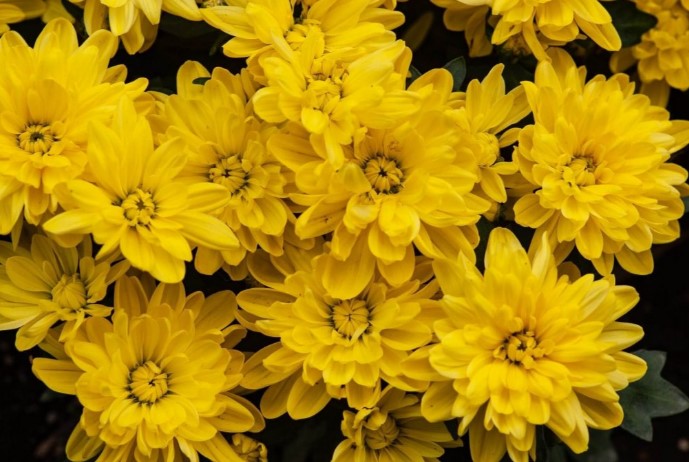 نماد گل داوودی زرد