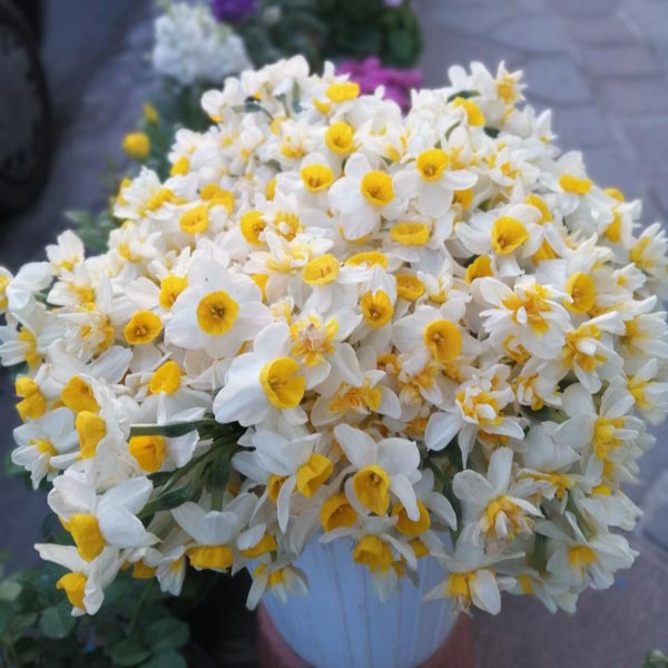 گل-های-نرگس